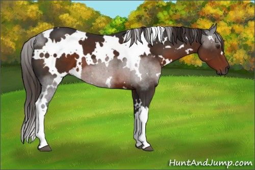 Horse Color:Gray White Spotted Liver Chestnut