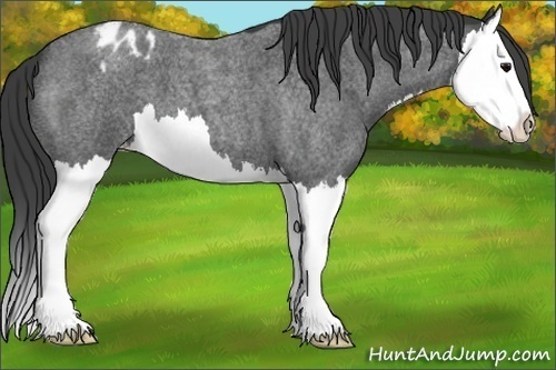 Horse Color:Blue Roan Splash Appaloosa