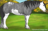 Horse Color:Blue Roan Splash Appaloosa 