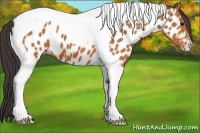 Horse Color:Bay Tobiano Appaloosa 