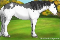 Horse Color:Blue Roan Splash Varnish