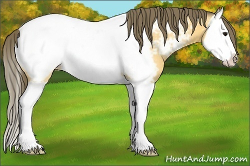 Horse Color:Buckskin Splash Appaloosa 