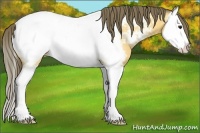 Horse Color:Buckskin Splash Appaloosa 