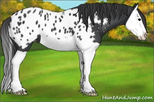 Horse Color:Black Splash Appaloosa