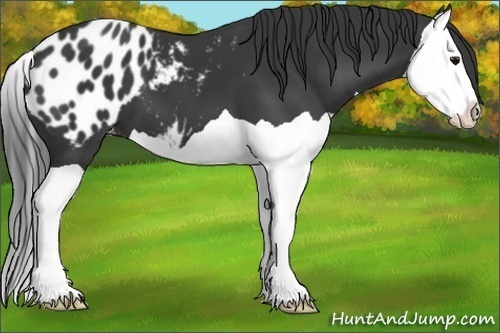 Horse Color:Black Splash Appaloosa 
