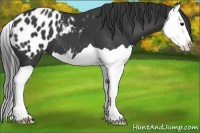 Horse Color:Black Splash Blanket