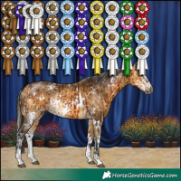 Horse Color:Gray White Spotted Silver Bay and White Spotted Buckskin Sabino