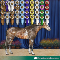 Horse Color:Gray White Spotted Silver Bay and White Spotted Buckskin Sabino