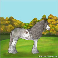 Horse Color:Gray Silver Black Sabino Rabicano 