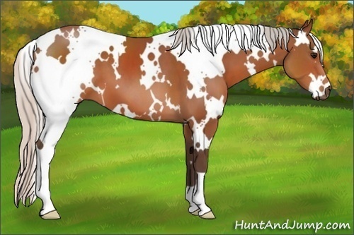 Horse Color:White Spotted Silver Bay 