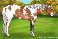 Horse Color:White Spotted Silver Bay 