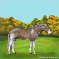 Horse Color:White Spotted Silver Black 