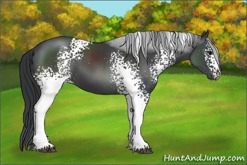 Horse Color:White Spotted Black 
