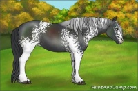 Horse Color:White Spotted Black