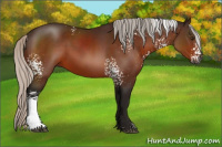 Horse Color:Gray White Spotted Silver Brown 