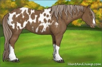 Horse Color:Chocolate Palomino Appaloosa 