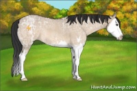 Horse Color:Brown Ice Dun Sabino Splash 