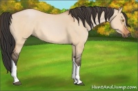 Horse Color:Bay Roan Dun 