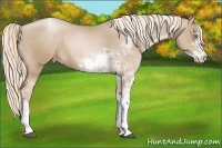 Horse Color:Chocolate Palomino Pearl Sabino Varnish