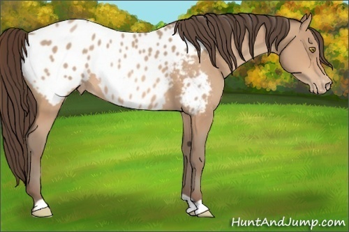 Horse Color:Amber Champagne Appaloosa 