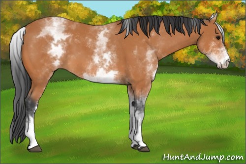 Horse Color:White Spotted Bay 