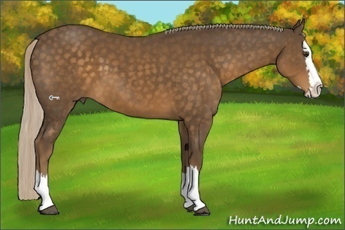 Horse Color:Chocolate Palomino Sabino Splash 