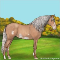 Horse Color:Silver Amber Champagne Sabino Frame 