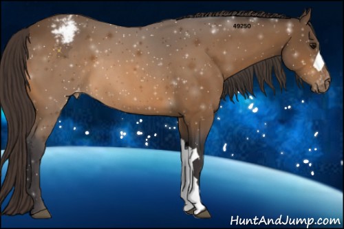 Horse Color:Buckskin Appaloosa 