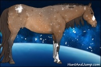Horse Color:Buckskin Varnish