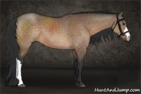 Horse Color:Brown Dun 