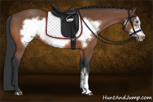 Horse Color:Bay Frame 