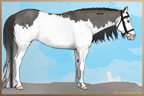 Horse Color:Grullo Sabino Splash