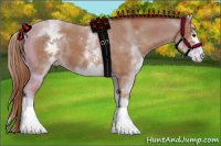 Horse Color:White Spotted Chestnut 
