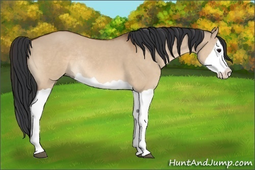 Horse Color:Bay Dun Splash Rabicano