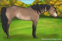 Horse Color:Brown Dun Rabicano 