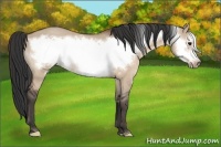 Horse Color:Bay Dun Frame Rabicano 