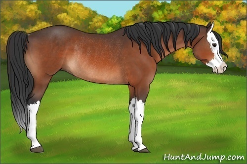 Horse Color:Bay Splash Rabicano