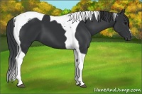 Horse Color:Black Tobiano 