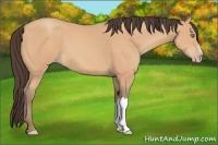 Horse Color:Amber Champagne 