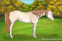 Horse Color:Buckskin Pearl Onyx 