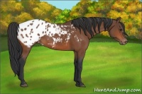 Horse Color:Bay Appaloosa