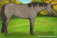 Horse Color:Smoky Grullo