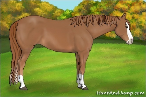 Horse Color:Chestnut Splash 