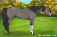 Horse Color:Grullo 