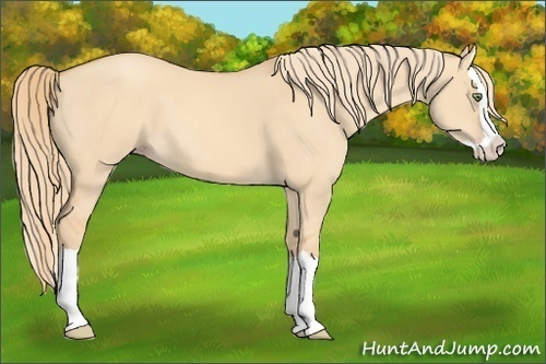 Horse Color:Gold Champagne Dun Splash 