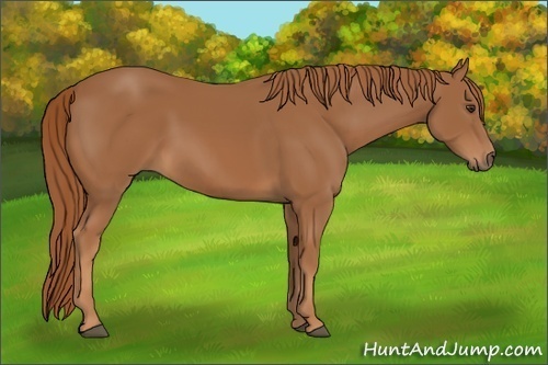 Horse Color:Chestnut 