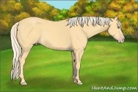 Horse Color:Gold Cream Champagne 