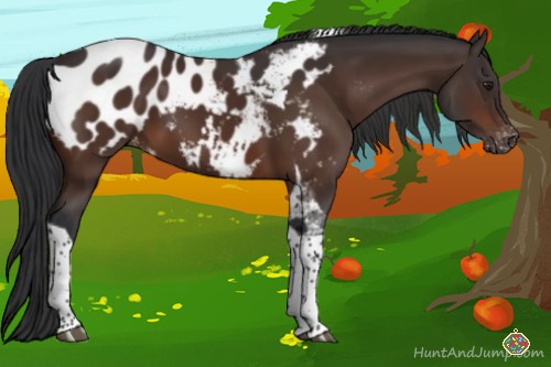 Horse Color:Brown Tobiano Appaloosa Rabicano