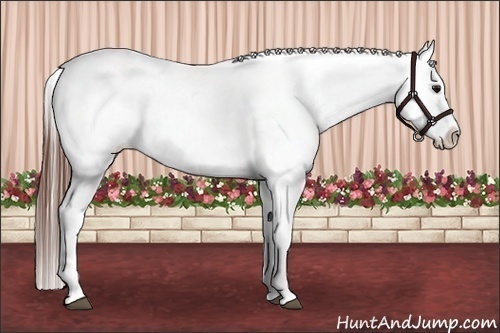Horse Color:Brown Tobiano Appaloosa