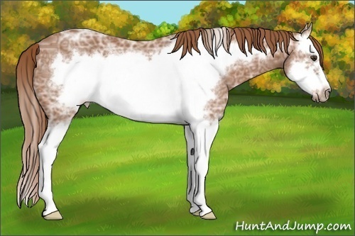 Horse Color:Chestnut Ice Splash Frame